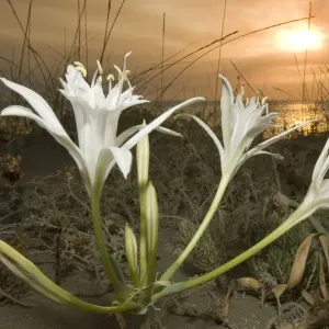 Sea daffodil / lily (Pancratium maritimum) flowers open in late afternoon and remain open overnight