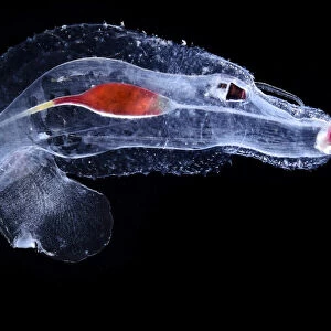 Sea elephant (Cardiopoda placenta), marine pelagic gastropod mollusc in the family