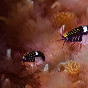 Sea fleas (Chromopleustes oculatus) on dorsal surface of a Giant sunflower seastar