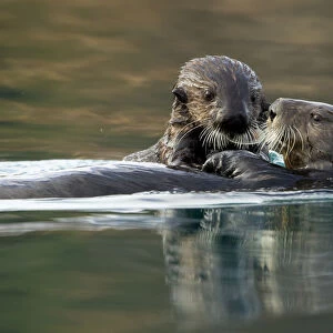 Sea otter (Enhydra lutris) female and pup. Alaska, USA, February