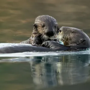 Sea otter (Enhydra lutris) female and pup. Alaska, USA, February Sea otter (Enhydra lutris) female and pup. Alaska, USA, February