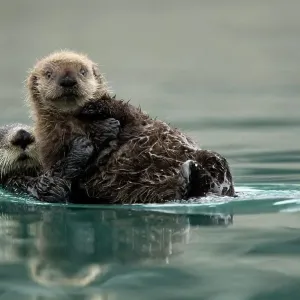Sea otter (Enhydra lutris) female and pup playing. Alaska, USA, February Sea otter (Enhydra lutris) female and pup playing. Alaska, USA, February