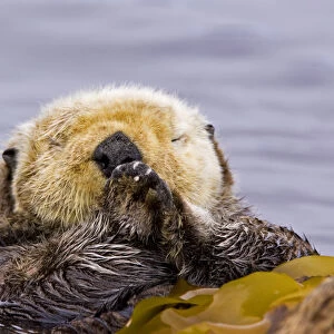 Sea otter (Enhydra lutris) floating on back amongst kelp, sleeping, Barkley Sound