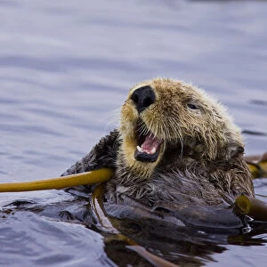 Sea otter (Enhydra lutris) floating on back amongst kelp, calling, Barkley Sound