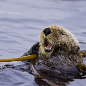 Sea otter (Enhydra lutris) floating on back amongst kelp, calling, Barkley Sound Sea otter (Enhydra lutris) floating on back amongst kelp, calling, Barkley Sound