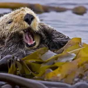 Sea otter print, floating on back amongst kelp Sea otter print, floating on back amongst kelp