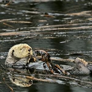 Sea otter (Enhydra lutris) floating on its back at the surface among the kelp, Alaska
