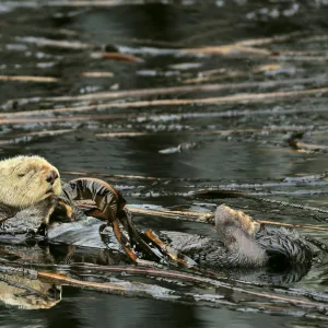 Sea otter (Enhydra lutris) floating on its back at the surface among the kelp, Alaska