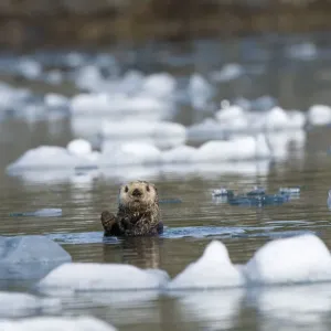 Sea Otter Grooming Print Sea Otter Grooming Print