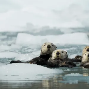 Sea otter (Enhydra lutris) group of four resting among sea ice, Alaska, USA, June