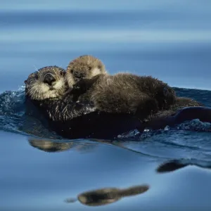 Sea Otter floating at sea surface holding pup. Alaska (Enhydra lutris) USA Sea Otter floating at sea surface holding pup. Alaska (Enhydra lutris) USA
