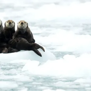 Three Sea otters (Enhydra lutris) resting on ice Print Three Sea otters (Enhydra lutris) resting on ice Print