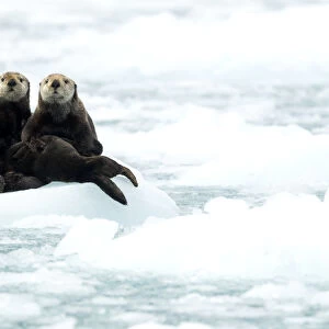 Three Sea otters (Enhydra lutris) resting on ice, Alaska, June