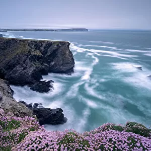 Sea pink (Armeria maritima) on cliffs at Longcarrow Cove, view along coastline towards Trevose Head. Near Trevone, Cornwall, England, UK. May 2020