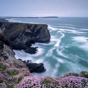 La rosa del mare (Armeria maritima) sulle scogliere di Longcarrow Cove, vista lungo la costa verso il capo Trevose. Vicino a Trevone, Cornovaglia, Inghilterra, Regno Unito. Maggio 2020 La rosa del mare (Armeria maritima) sulle scogliere di Longcarrow Cove, vista lungo la costa verso il capo Trevose. Vicino a Trevone, Cornovaglia, Inghilterra, Regno Unito. Maggio 2020