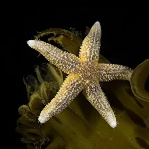 Sea star (Asterias rubens) on kelp, Vevang, Norway, Atlantic Ocean