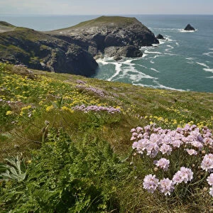 Sea thrift (Armeria maritima) and Kidney vetch (Anthyllis vulneraria) flowering on clifftop