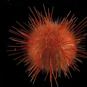 Sea urchin (echinoidae). Collected from coral sea mount near Dragon vent field on SW Indian Ridge