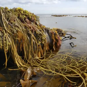 Seaweeds Print featuring Thongweed, Tangleweed kelp, Toothed wrack and Dulse Seaweeds Print featuring Thongweed, Tangleweed kelp, Toothed wrack and Dulse