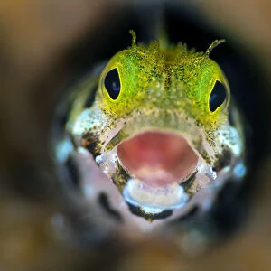 Secretary blenny (Acanthemblemari maria) yawns as it peers out from a hole in the reef