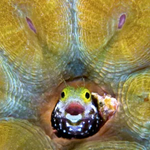 Secretary blenny (Acanthemblemaria maria) making a home in a deserved worm tube of