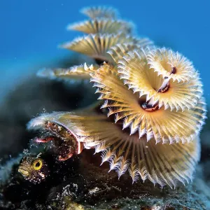 Secretary blenny (Acanthemblemaria maria) hiding underneath a Christmas tree worm (Spirobranchus giganteus) Bonaire, Caribbean Secretary blenny (Acanthemblemaria maria) hiding underneath a Christmas tree worm (Spirobranchus giganteus) Bonaire, Caribbean