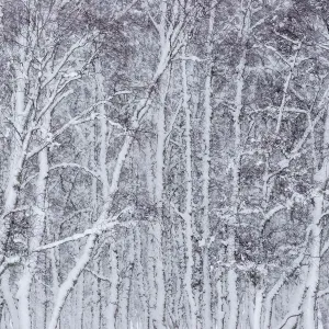 Section of Silver birch (Betula pendula) woodland, Glenfeshie, Cairngorms National Park