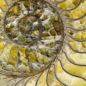 Sectioned fossil ammonite where the shell material has been replaced by pyrites