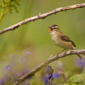 Sedge warbler (Acrocephalus schoenobaenus) singing portrait, Saltee Islands, Republic of Ireland