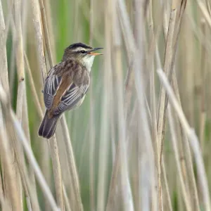 Sedge Warbler Print, Greylake RSPB Reserve Sedge Warbler Print, Greylake RSPB Reserve