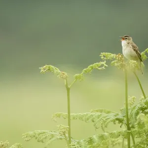 Sedge warbler (Acrocephalus schoenobaenus) perched on Bracken singing, Islay, Scotland Sedge warbler (Acrocephalus schoenobaenus) perched on Bracken singing, Islay, Scotland