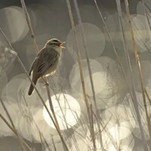 Sedge Warbler Print Sedge Warbler Print