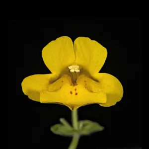 Seep monkey flower Print: Focus-stacked close-up of Mimulus guttatus Seep monkey flower Print: Focus-stacked close-up of Mimulus guttatus