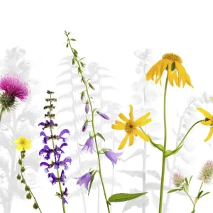Wildflowers Print Featuring Thistle and Rockrose Wildflowers Print Featuring Thistle and Rockrose