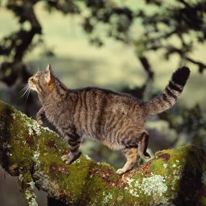 Semi habituated female Scottish wildcat (Felis silvestris grampia) walking along branch