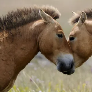 Two semi wild Przewalski horses interacting, greeting (Equus ferus przewalskii), Parc du Villaret