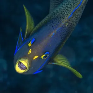 Semicircle angelfish (Pomacanthus semicirculatus) Kenting National Park, Kenting, Taiwan Semicircle angelfish (Pomacanthus semicirculatus) Kenting National Park, Kenting, Taiwan