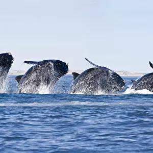 Sequence of a breaching Southern right whale (Eubalaena australis) Golfo Nuevo, Peninsula Valdes