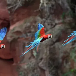 Sequence of a Red-and-green macaw or green-winged macaw (Ara chloropterus) coming into land at its nest hole on a cliff. Buraco das Araras, Jardim, Mato Grosso do Sul, Brazil. September. Digital composite image Sequence of a Red-and-green macaw or green-winged macaw (Ara chloropterus) coming into land at its nest hole on a cliff. Buraco das Araras, Jardim, Mato Grosso do Sul, Brazil. September. Digital composite image