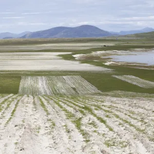 Black oats emerging on machair print