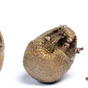 Three-banded Armadillo Print - Unrolling from Defensive Ball Posture Three-banded Armadillo Print - Unrolling from Defensive Ball Posture