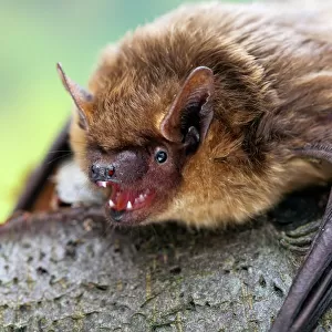 Serotine bat (Eptesicus serotinus) showing teeth, Captive, UK