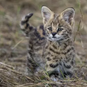 Serval kitten print, two months old, near mother in savannah Serval kitten print, two months old, near mother in savannah