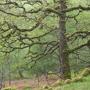 Sessile Oak tree (Quercus petraea) in spring, Sunart Oakwoods, Ardnamurchan, Highland