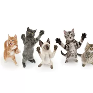 Seven cats standing on back legs, front paws raised. Digital composite