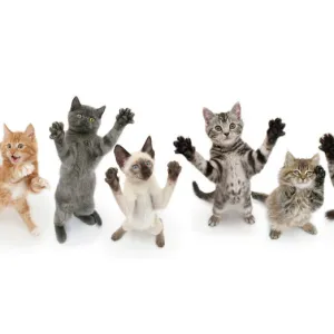 Seven cats standing on back legs, front paws raised. Digital composite