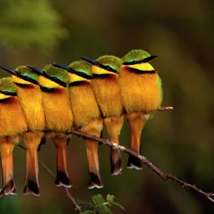 Seven Little Bee-eaters (Merops pusillus) in a row, one facing away, Masai Mara, Kenya