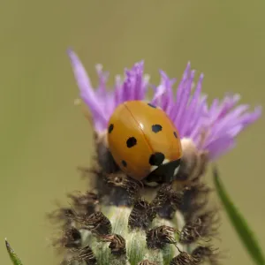 Seven spot ladybird (Coccinella septempunctata) on Black knapweed (Centaurea nigra)