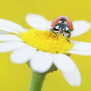 Seven spot ladybird (Coccinella septempunctata) on Mayweed (Anthemis sp) flower. Cyprus. April