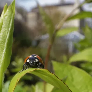 Seven-spot ladybird print, emerging from hibernation on a Honeysuckle leaf Seven-spot ladybird print, emerging from hibernation on a Honeysuckle leaf